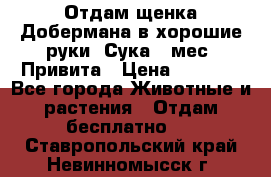 Отдам щенка Добермана в хорошие руки. Сука 5 мес. Привита › Цена ­ 5 000 - Все города Животные и растения » Отдам бесплатно   . Ставропольский край,Невинномысск г.